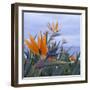 Bird of Paradise I-Rita Crane-Framed Photographic Print