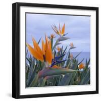 Bird of Paradise I-Rita Crane-Framed Photographic Print