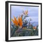 Bird of Paradise I-Rita Crane-Framed Photographic Print