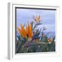 Bird of Paradise I-Rita Crane-Framed Photographic Print