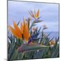 Bird of Paradise I-Rita Crane-Mounted Photographic Print