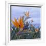 Bird of Paradise I-Rita Crane-Framed Photographic Print