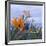 Bird of Paradise I-Rita Crane-Framed Photographic Print