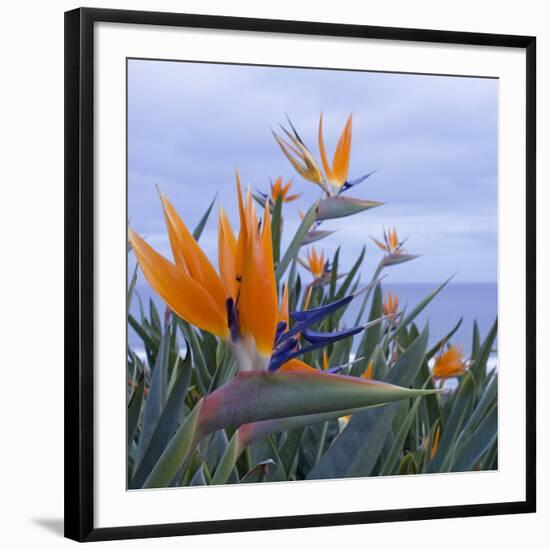 Bird of Paradise I-Rita Crane-Framed Photographic Print