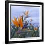 Bird of Paradise I-Rita Crane-Framed Photographic Print