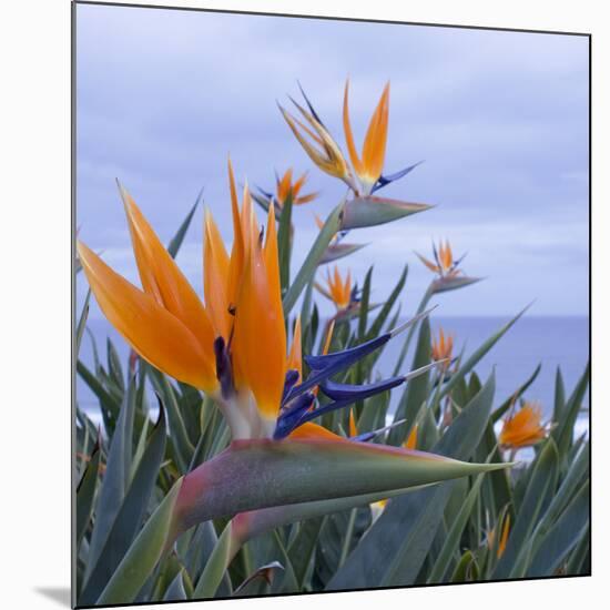 Bird of Paradise I-Rita Crane-Mounted Photographic Print