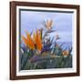 Bird of Paradise I-Rita Crane-Framed Photographic Print