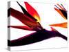 Bird of Paradise I-Monika Burkhart-Stretched Canvas