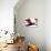 Bird of Paradise I-Monika Burkhart-Photographic Print displayed on a wall