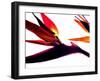 Bird of Paradise I-Monika Burkhart-Framed Photographic Print