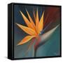 Bird of Paradise I-Vivien Rhyan-Framed Stretched Canvas