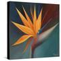 Bird of Paradise I-Vivien Rhyan-Stretched Canvas