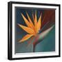 Bird of Paradise I-Vivien Rhyan-Framed Premium Giclee Print