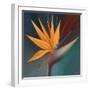 Bird of Paradise I-Vivien Rhyan-Framed Premium Giclee Print