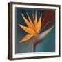 Bird of Paradise I-Vivien Rhyan-Framed Art Print