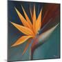 Bird of Paradise I-Vivien Rhyan-Mounted Art Print