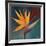 Bird of Paradise I-Vivien Rhyan-Framed Art Print