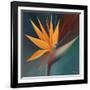 Bird of Paradise I-Vivien Rhyan-Framed Art Print