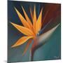 Bird of Paradise I-Vivien Rhyan-Mounted Art Print