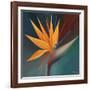 Bird of Paradise I-Vivien Rhyan-Framed Art Print