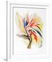 Bird of Paradise II-Vick Vibha-Framed Collectable Print