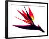 Bird of Paradise II-Monika Burkhart-Framed Photographic Print