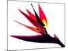 Bird of Paradise II-Monika Burkhart-Mounted Photographic Print