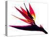 Bird of Paradise II-Monika Burkhart-Stretched Canvas