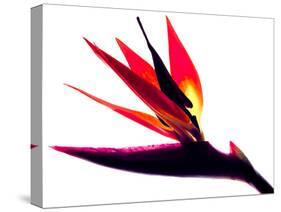 Bird of Paradise II-Monika Burkhart-Stretched Canvas