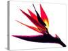 Bird of Paradise II-Monika Burkhart-Stretched Canvas