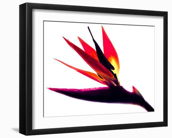 Bird of Paradise II-Monika Burkhart-Framed Photographic Print