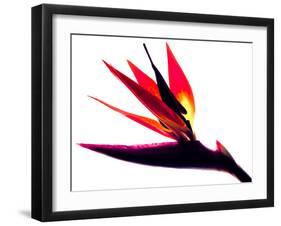 Bird of Paradise II-Monika Burkhart-Framed Photographic Print