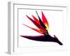 Bird of Paradise II-Monika Burkhart-Framed Photographic Print