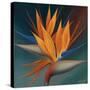 Bird of Paradise II-Vivien Rhyan-Stretched Canvas