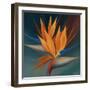 Bird of Paradise II-Vivien Rhyan-Framed Art Print