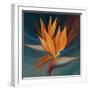 Bird of Paradise II-Vivien Rhyan-Framed Art Print