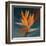 Bird of Paradise II-Vivien Rhyan-Framed Art Print