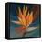 Bird of Paradise II-Vivien Rhyan-Framed Stretched Canvas