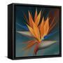 Bird of Paradise II-Vivien Rhyan-Framed Stretched Canvas