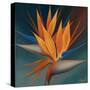 Bird of Paradise II-Vivien Rhyan-Stretched Canvas