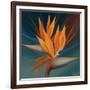 Bird of Paradise II-Vivien Rhyan-Framed Art Print