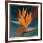 Bird of Paradise II-Vivien Rhyan-Framed Art Print