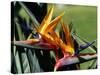 Bird of Paradise in Bermuda Botanical Gardens, Caribbean-Greg Johnston-Stretched Canvas