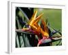 Bird of Paradise in Bermuda Botanical Gardens, Caribbean-Greg Johnston-Framed Photographic Print