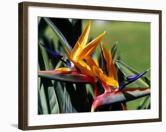 Bird of Paradise in Bermuda Botanical Gardens, Caribbean-Greg Johnston-Framed Photographic Print