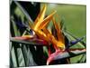 Bird of Paradise in Bermuda Botanical Gardens, Caribbean-Greg Johnston-Mounted Photographic Print