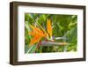 Bird of Paradise in Na Aina Kai Botanical Gardens and Sculpture Park, Kauai, Hawaii-Michael DeFreitas-Framed Photographic Print