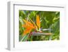 Bird of Paradise in Na Aina Kai Botanical Gardens and Sculpture Park, Kauai, Hawaii-Michael DeFreitas-Framed Photographic Print