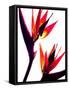 Bird of Paradise IV-Monika Burkhart-Framed Stretched Canvas