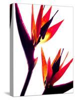 Bird of Paradise IV-Monika Burkhart-Stretched Canvas